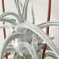 Tillandsia Ehlersiana