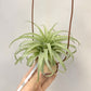 Tillandsia Streptophylla x Brachycaulos