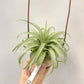 Tillandsia Streptophylla x Brachycaulos