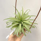 Tillandsia Streptophylla x Brachycaulos