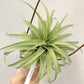 Tillandsia Streptophylla x Brachycaulos