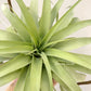 Tillandsia Streptophylla x Brachycaulos