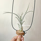 Tillandsia Rhonda R