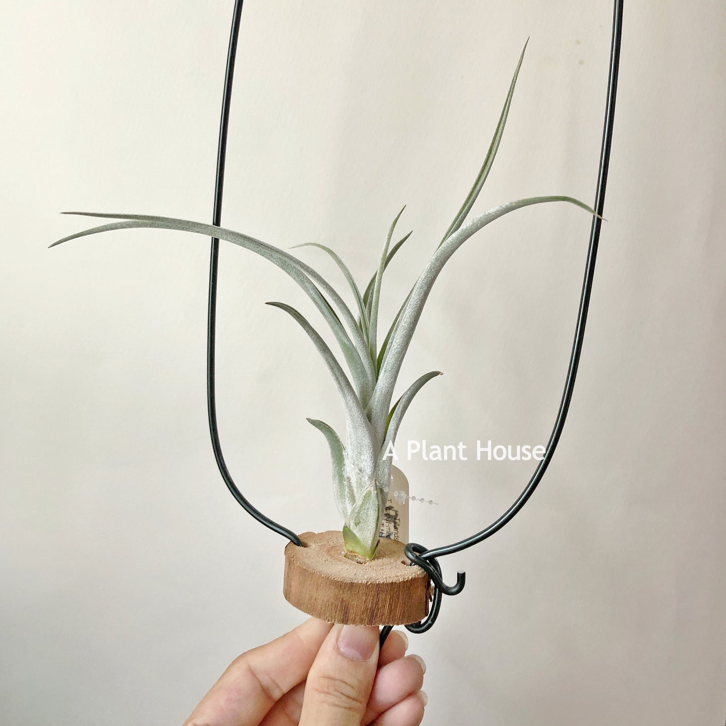 Tillandsia Rhonda R