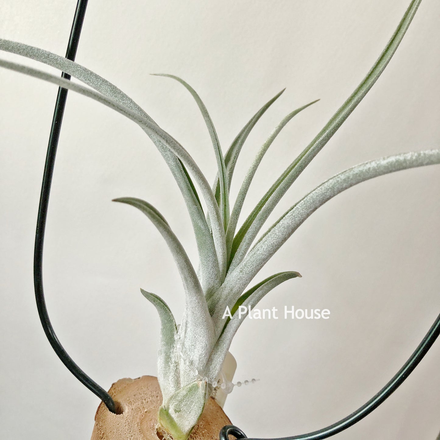 Tillandsia Rhonda R