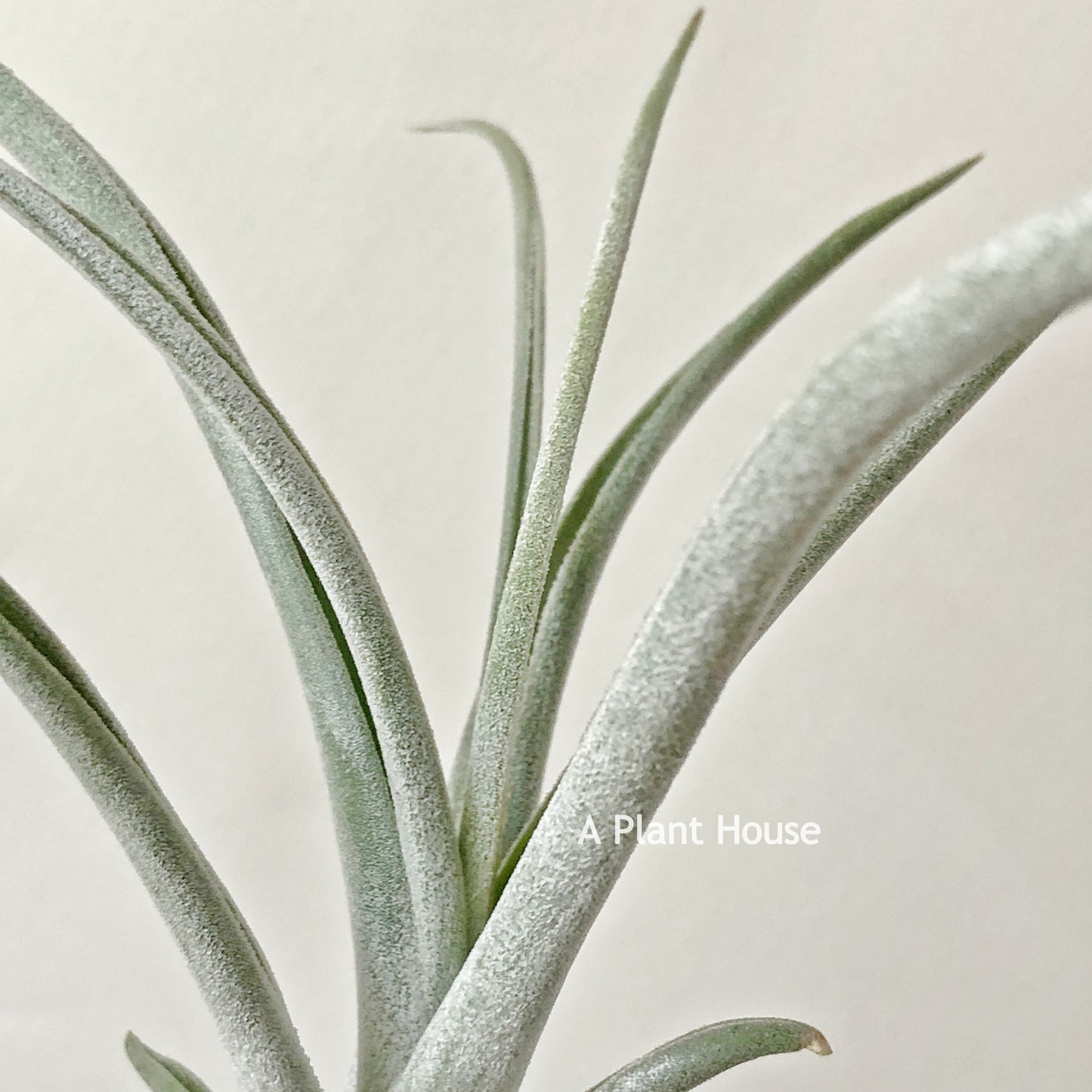 Tillandsia Rhonda R