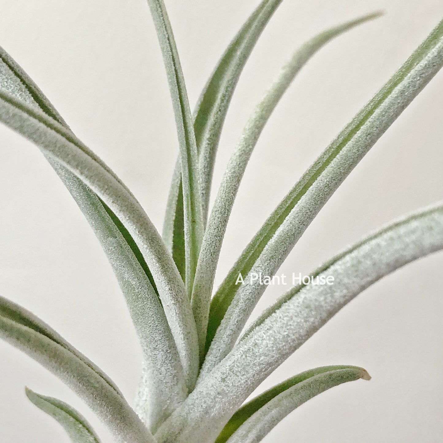 Tillandsia Rhonda R