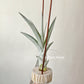 Tillandsia Mary Z