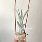 Tillandsia Mary Z