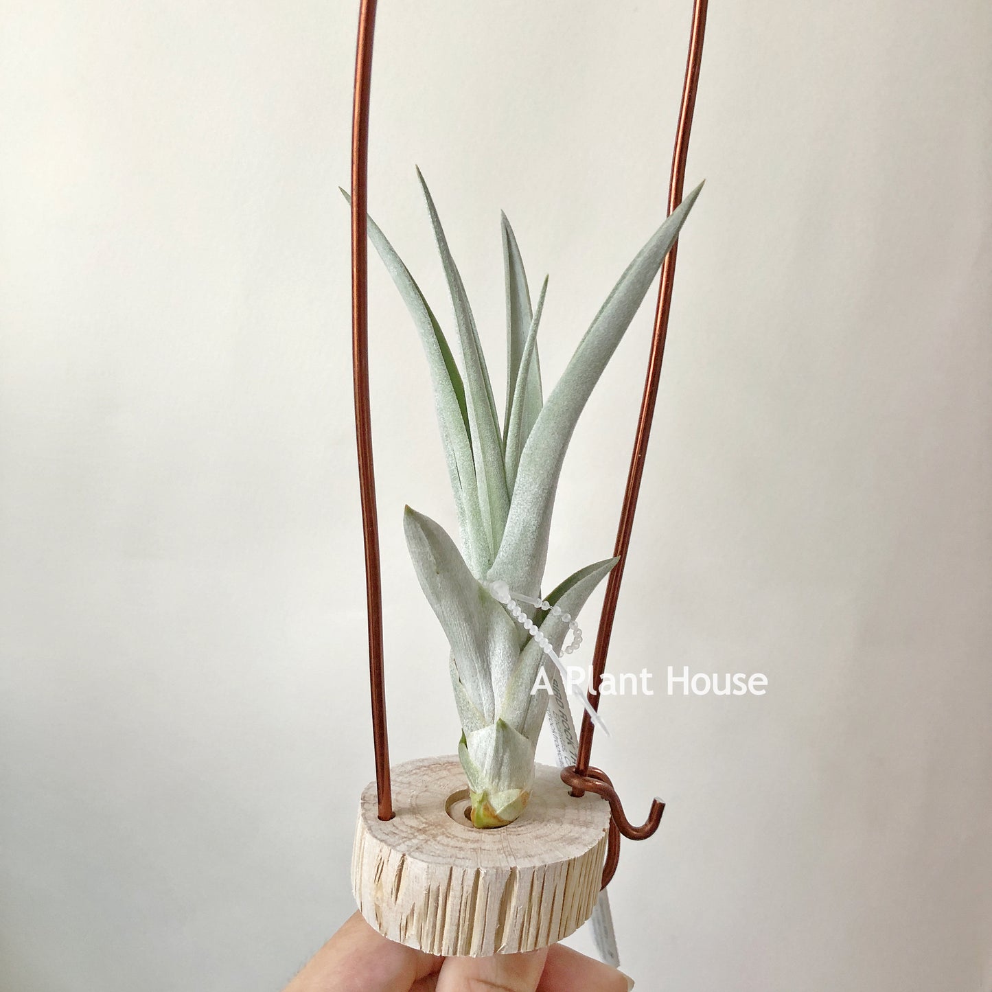 Tillandsia Mary Z