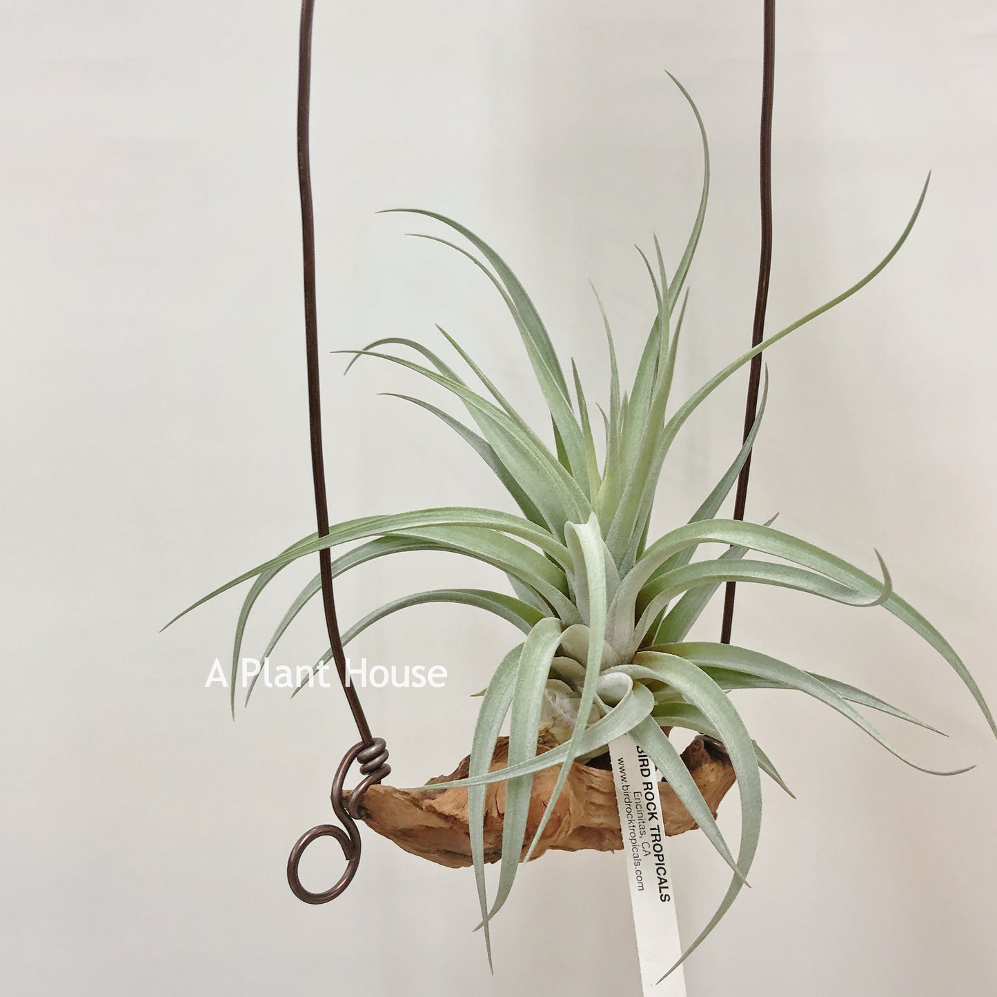 Tillandsia X Correalei