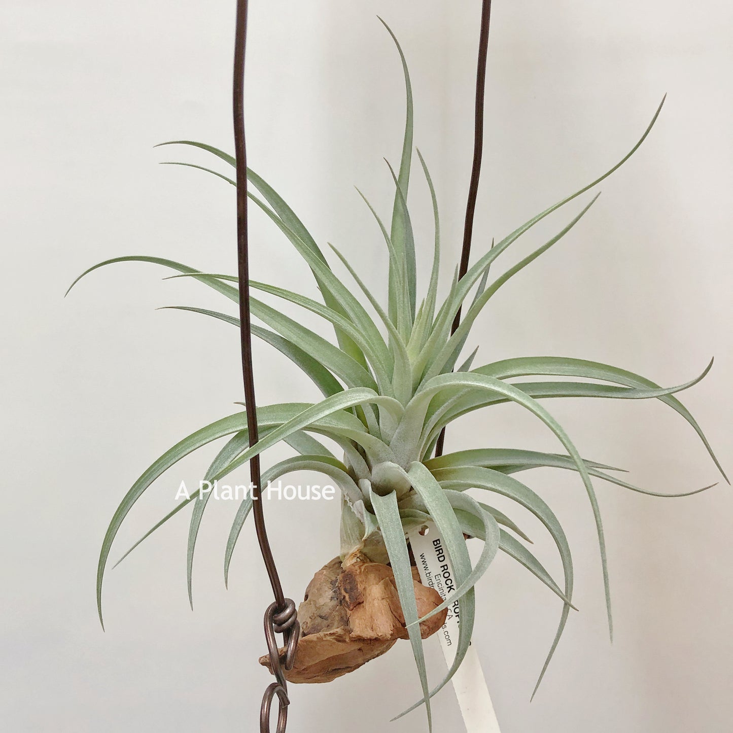 Tillandsia X Correalei