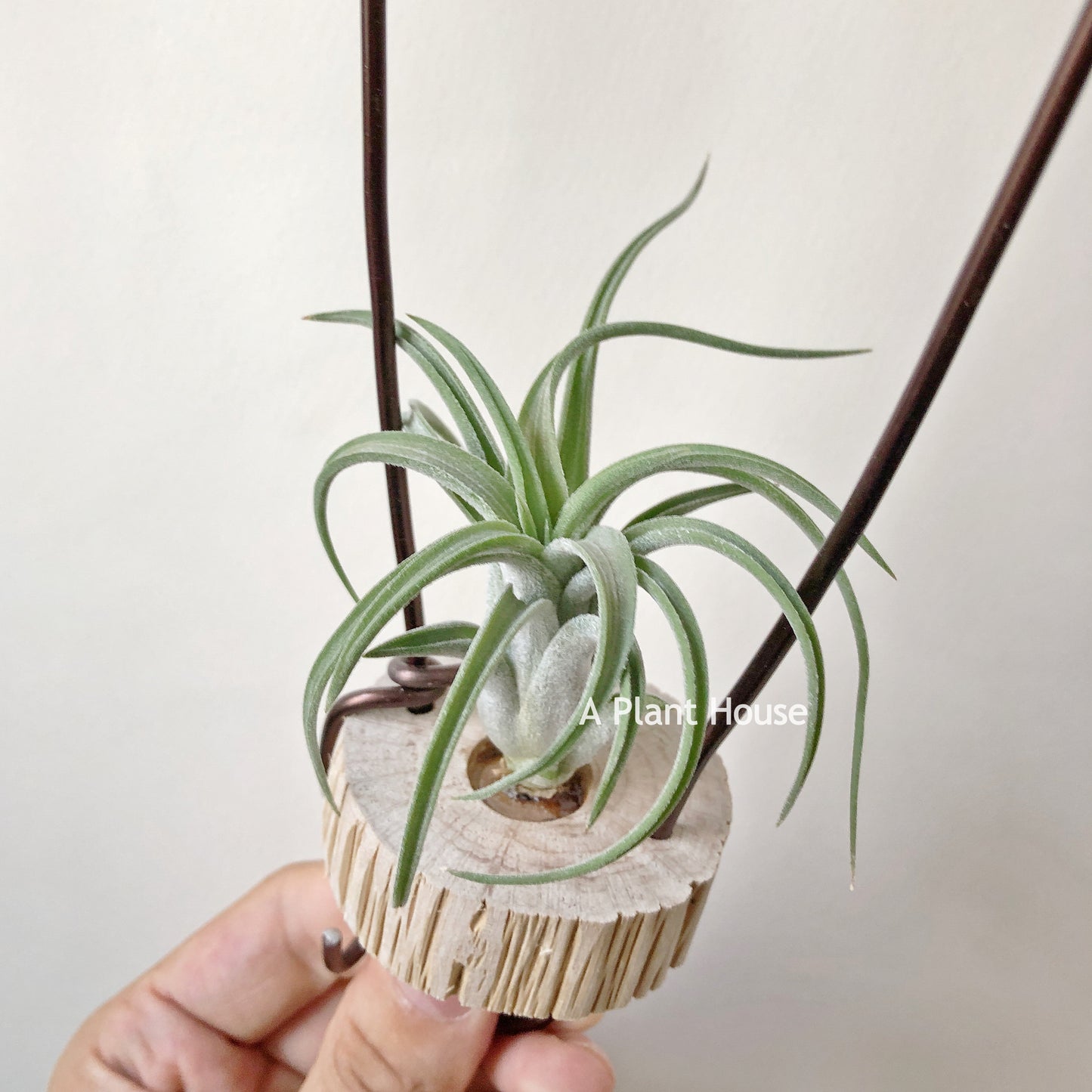 Tillandsia Lil Tough Guy