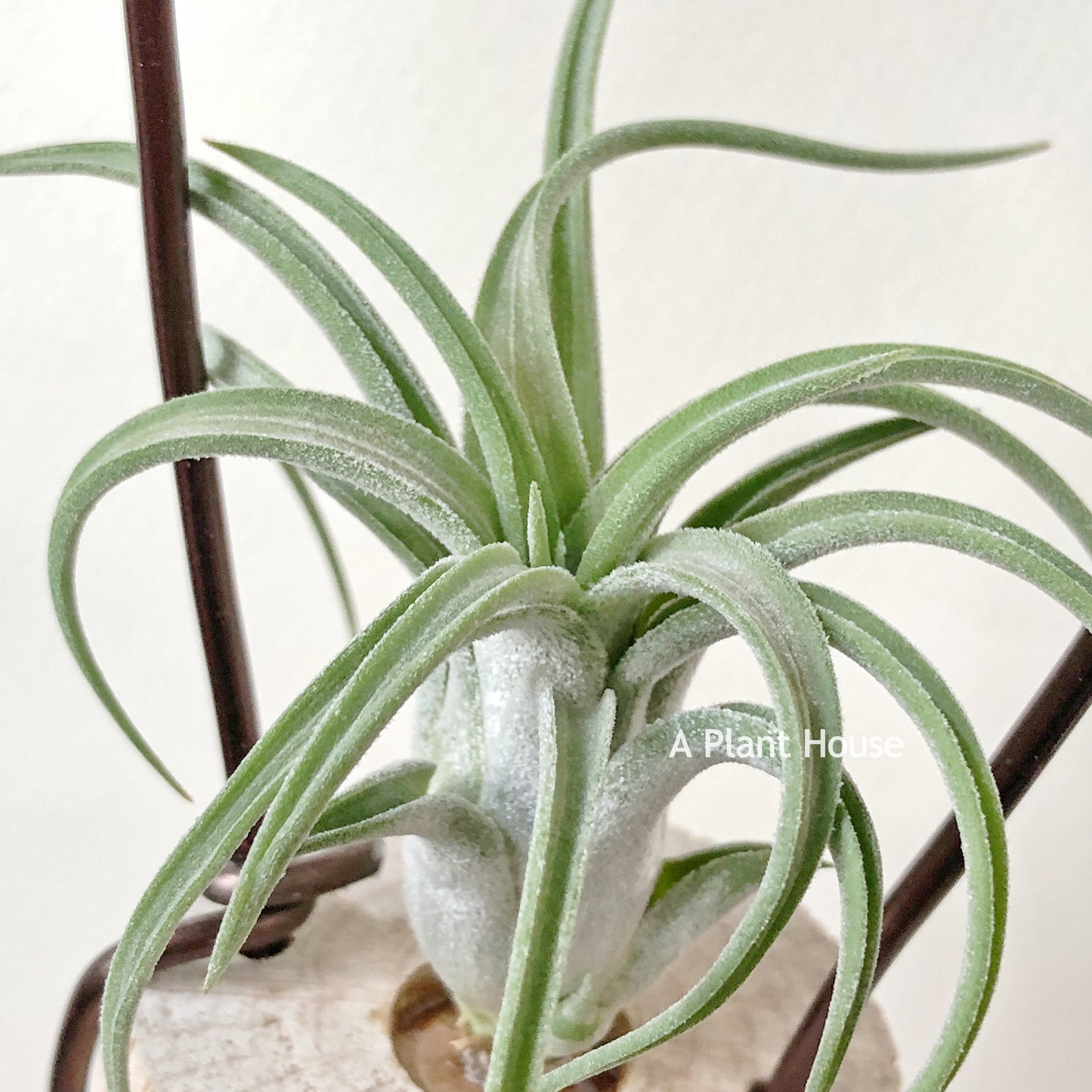 Tillandsia Lil Tough Guy