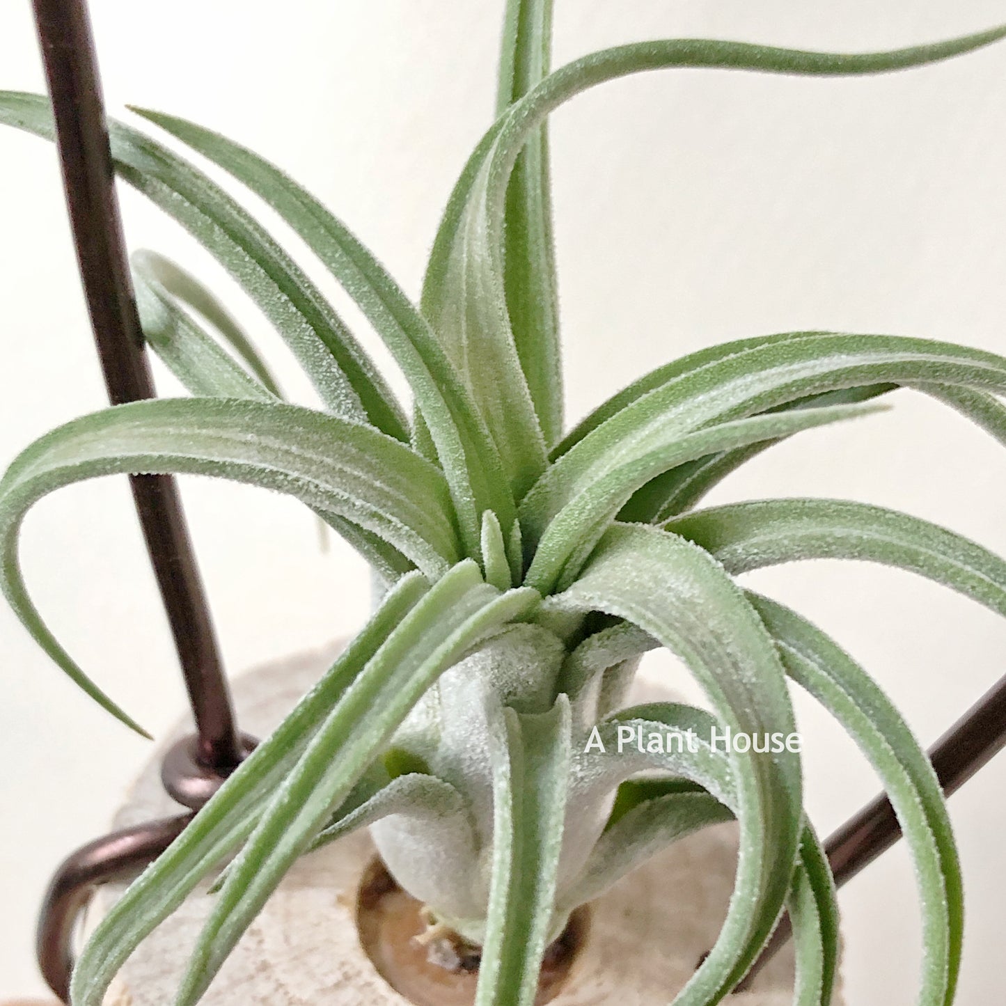 Tillandsia Lil Tough Guy