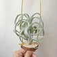 Tillandsia Streptophylla x Intermedia