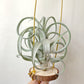 Tillandsia Streptophylla x Intermedia