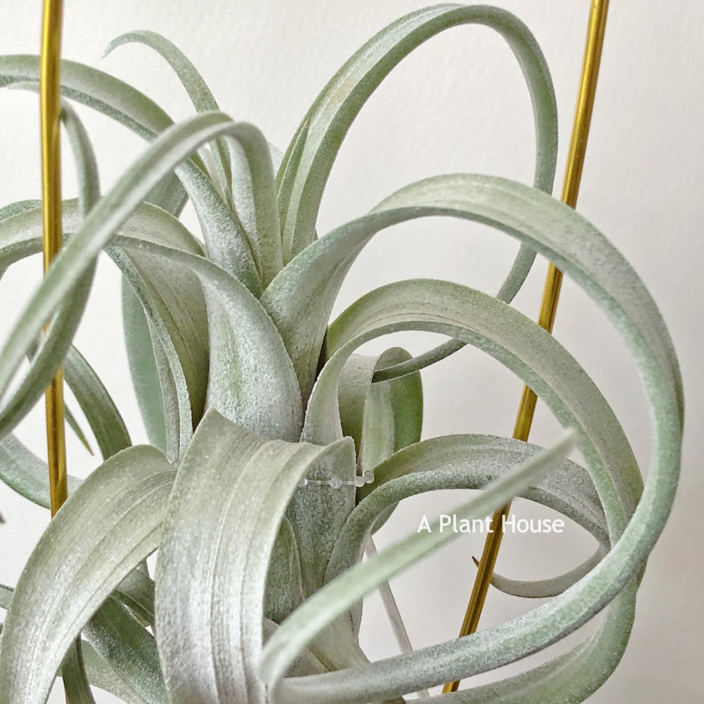 Tillandsia Streptophylla x Intermedia