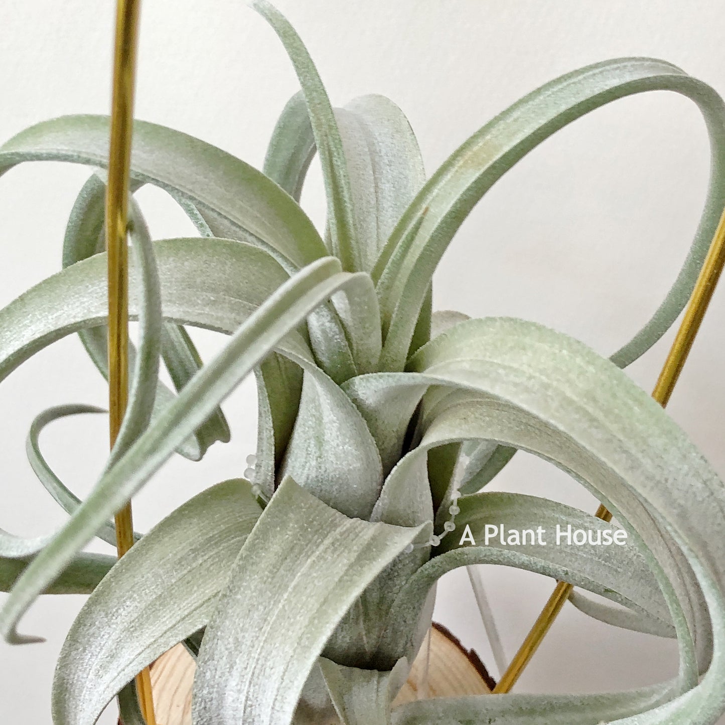 Tillandsia Streptophylla x Intermedia