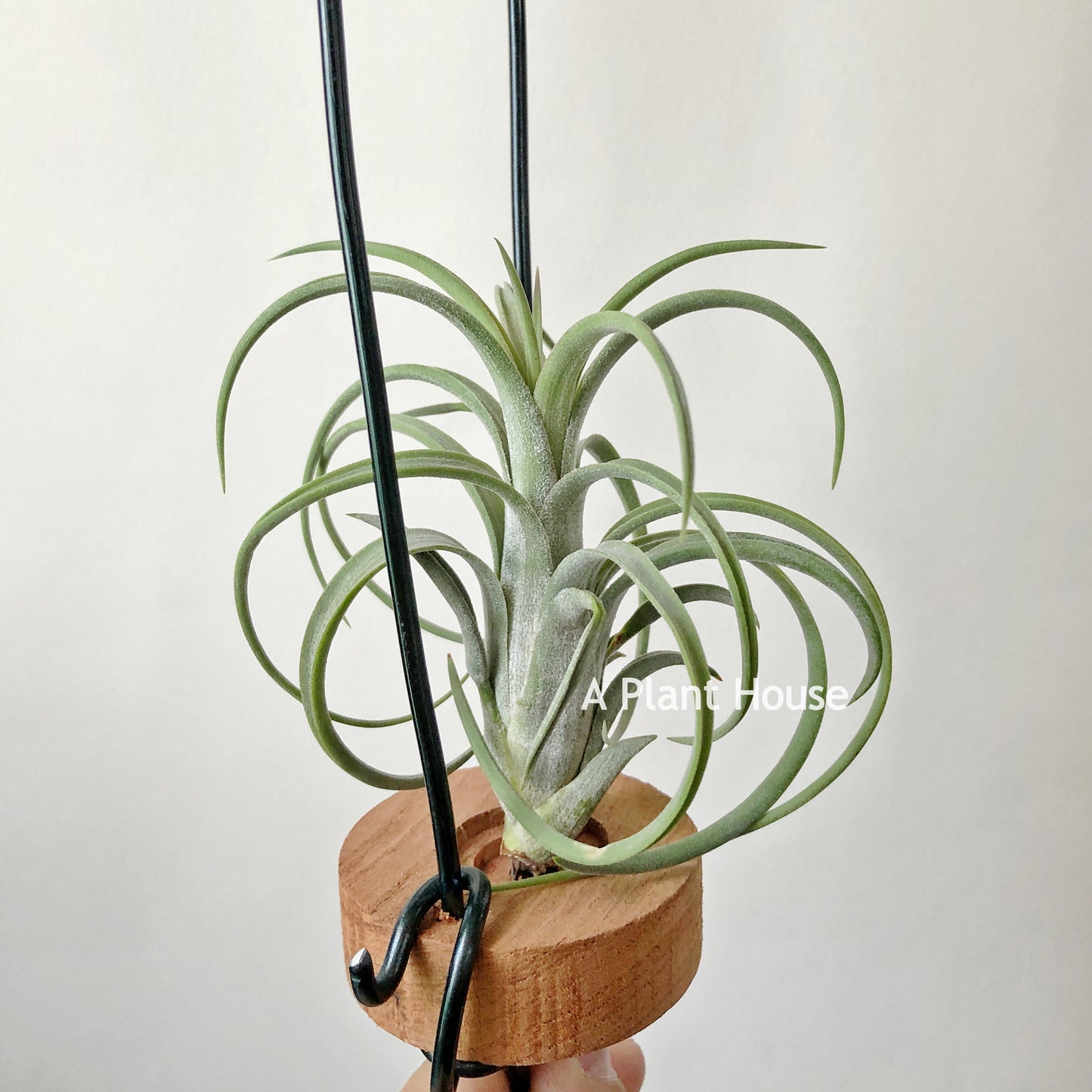 Tillandsia Mordor Fire