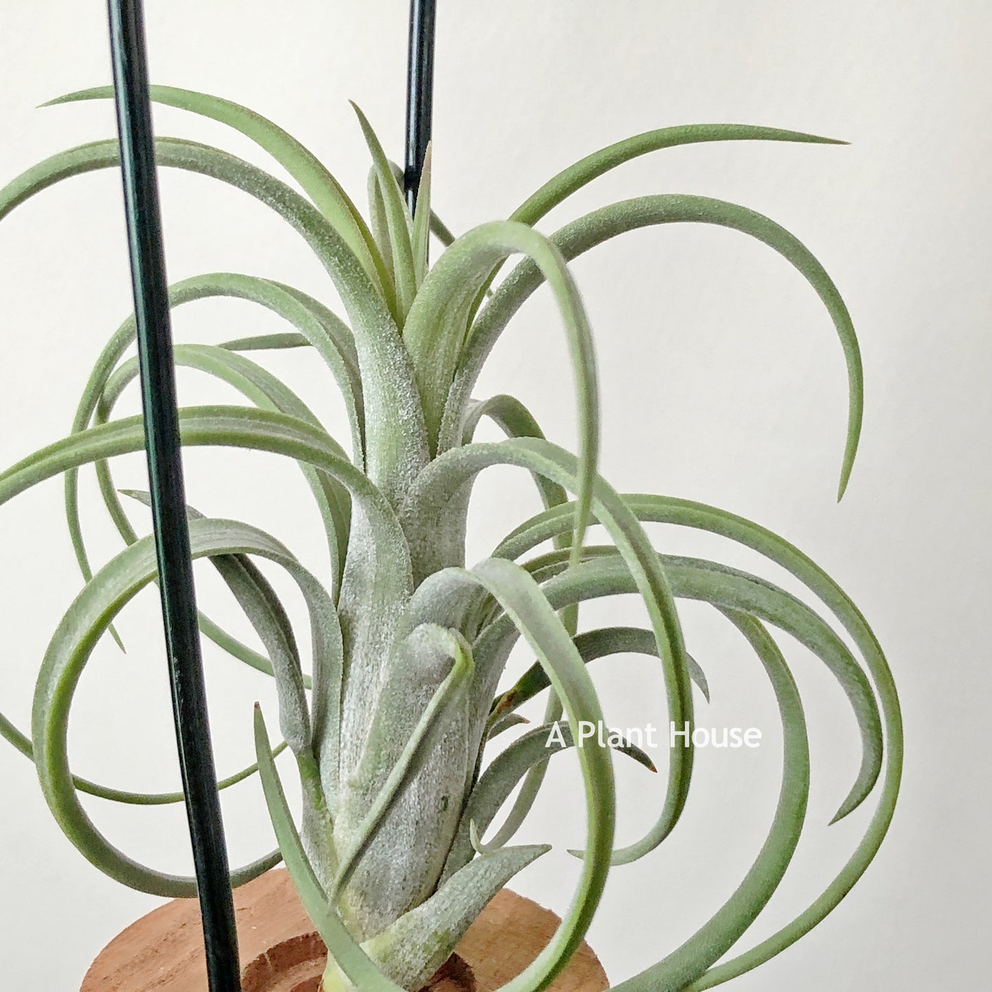 Tillandsia Mordor Fire