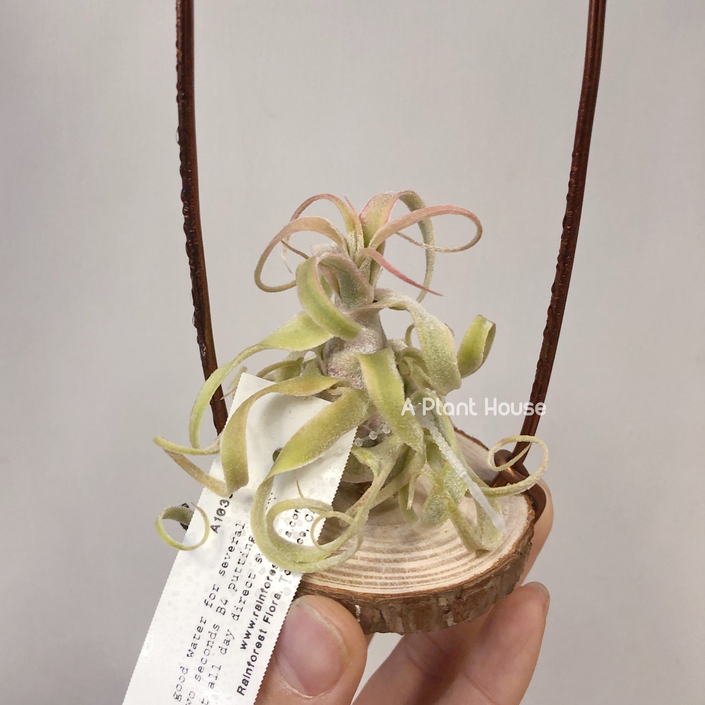 Tillandsia Diguetii