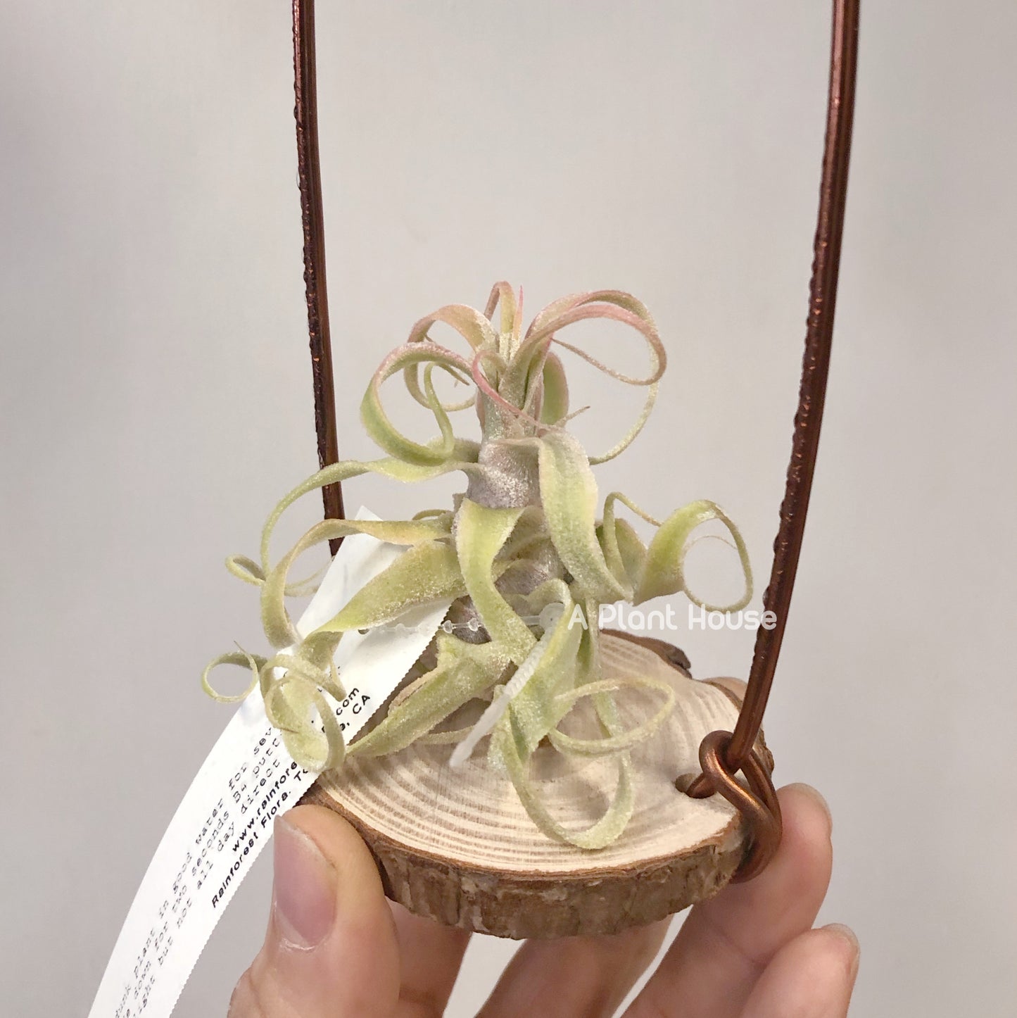 Tillandsia Diguetii