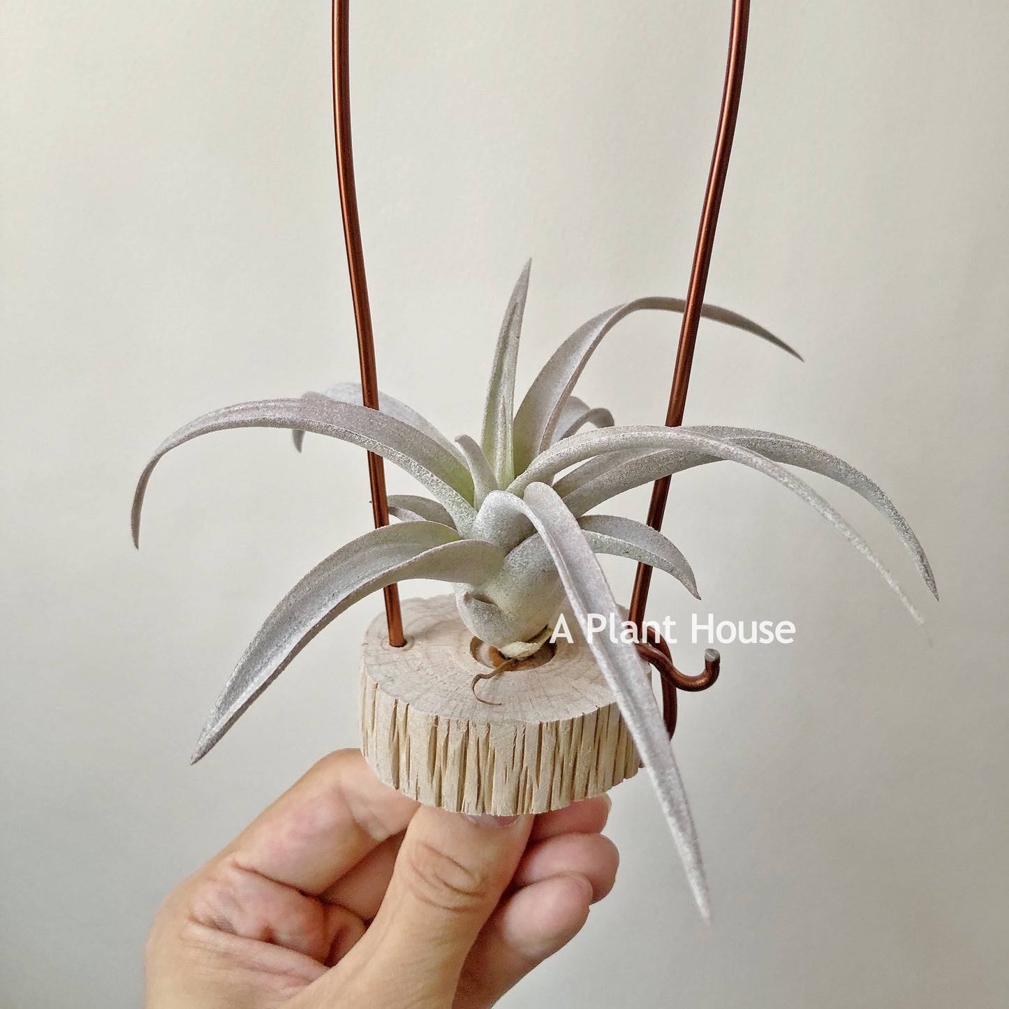 Tillandsia Chiapensis