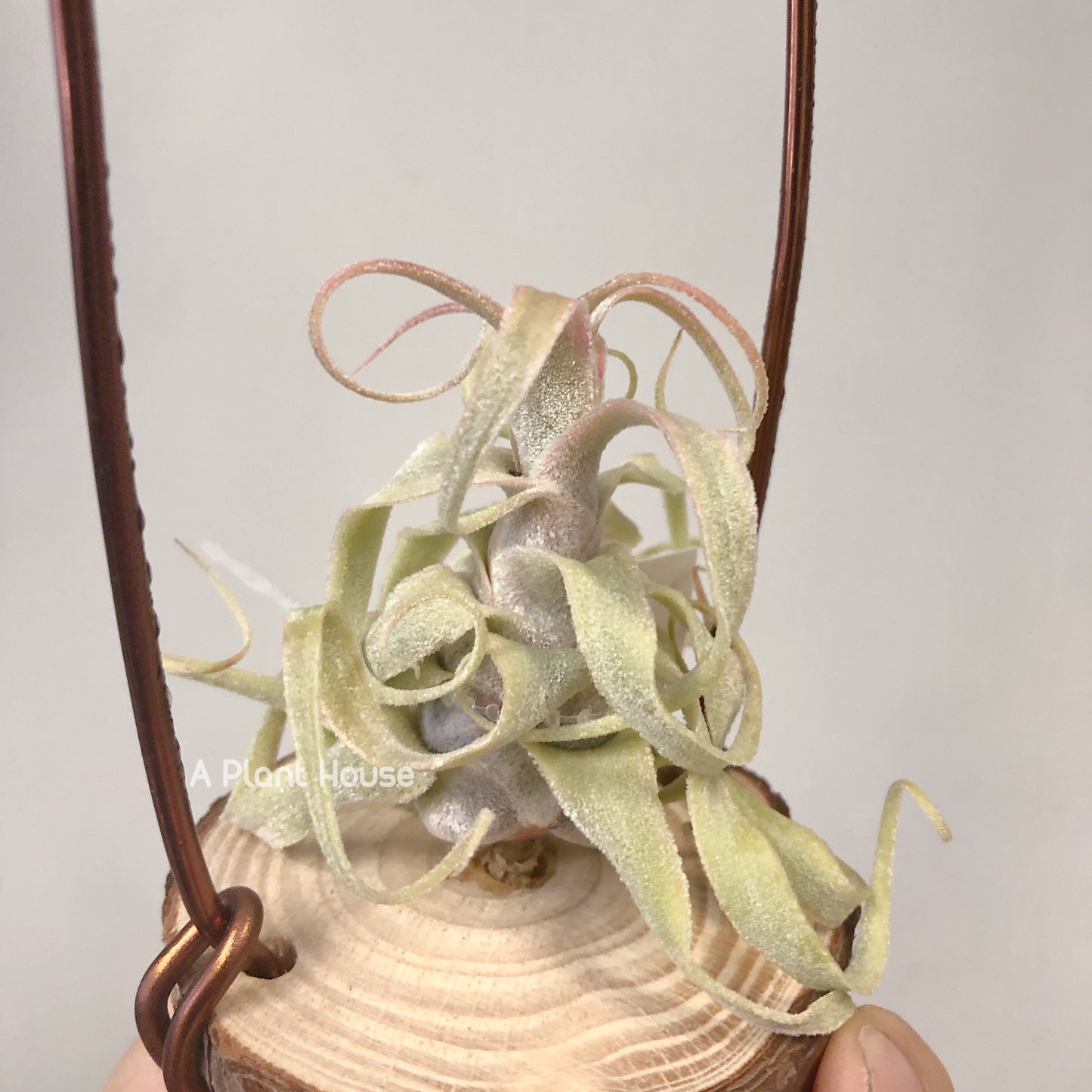 Tillandsia Diguetii