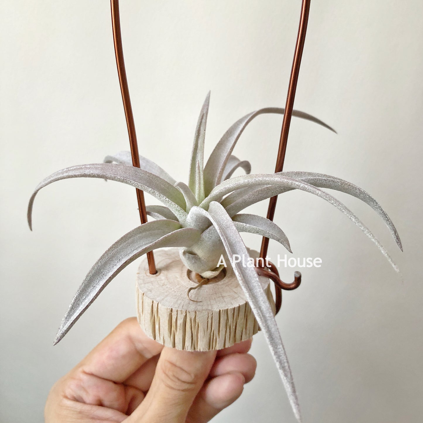 Tillandsia Chiapensis