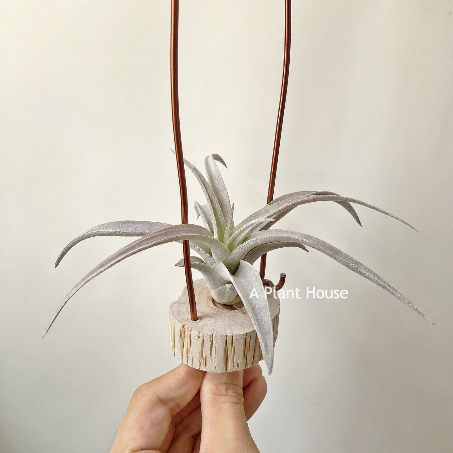 Tillandsia Chiapensis