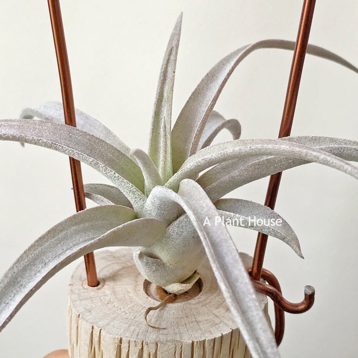 Tillandsia Chiapensis