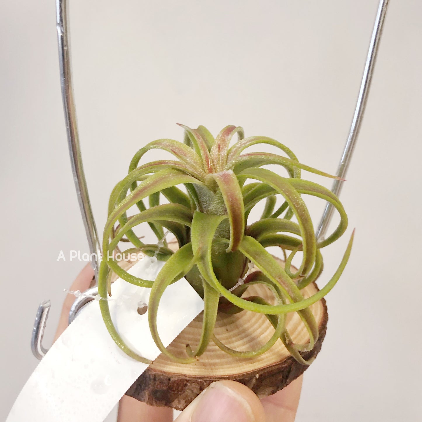 Tillandsia Silberio Sanchez