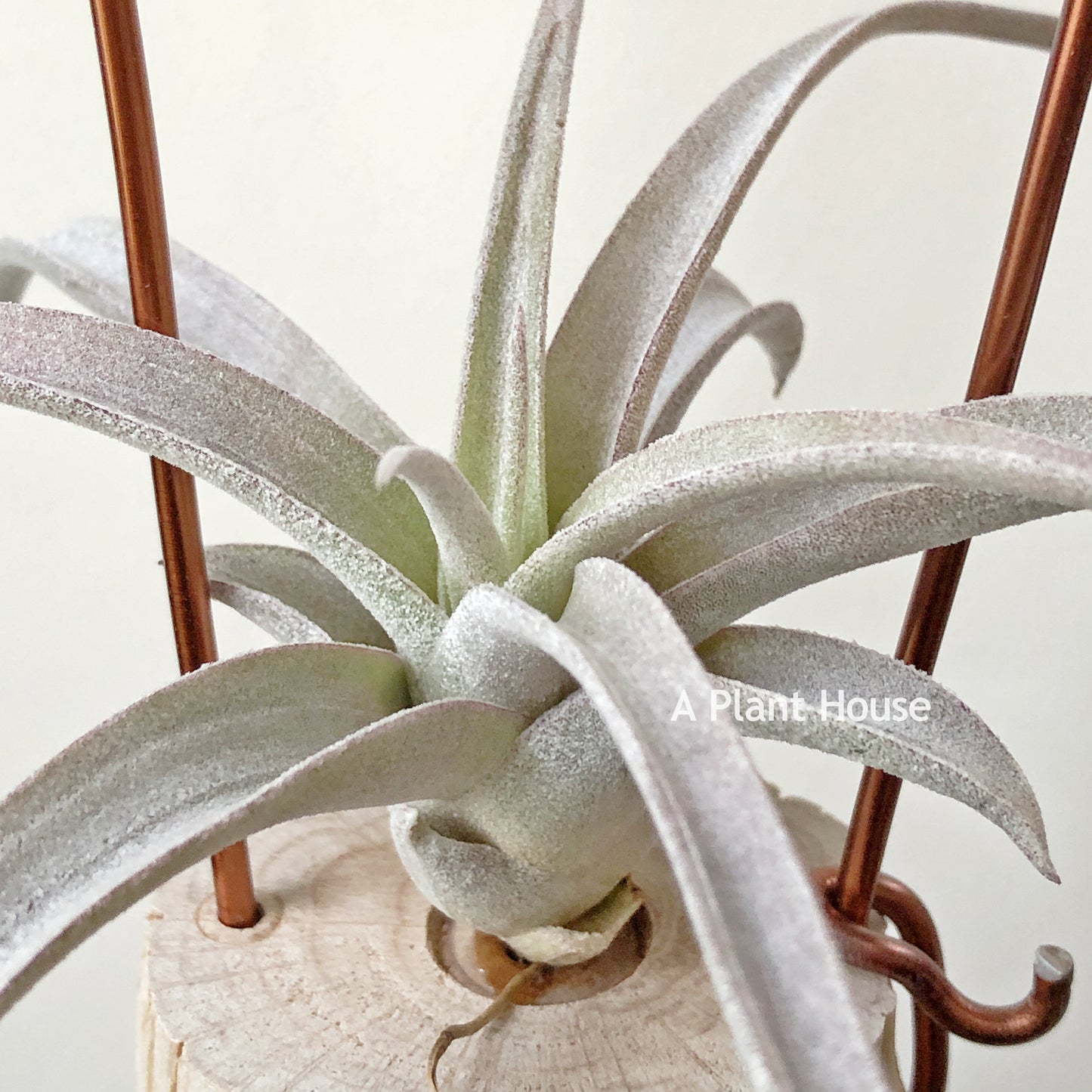 Tillandsia Chiapensis