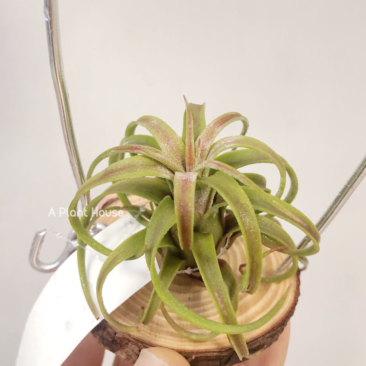 Tillandsia Silberio Sanchez