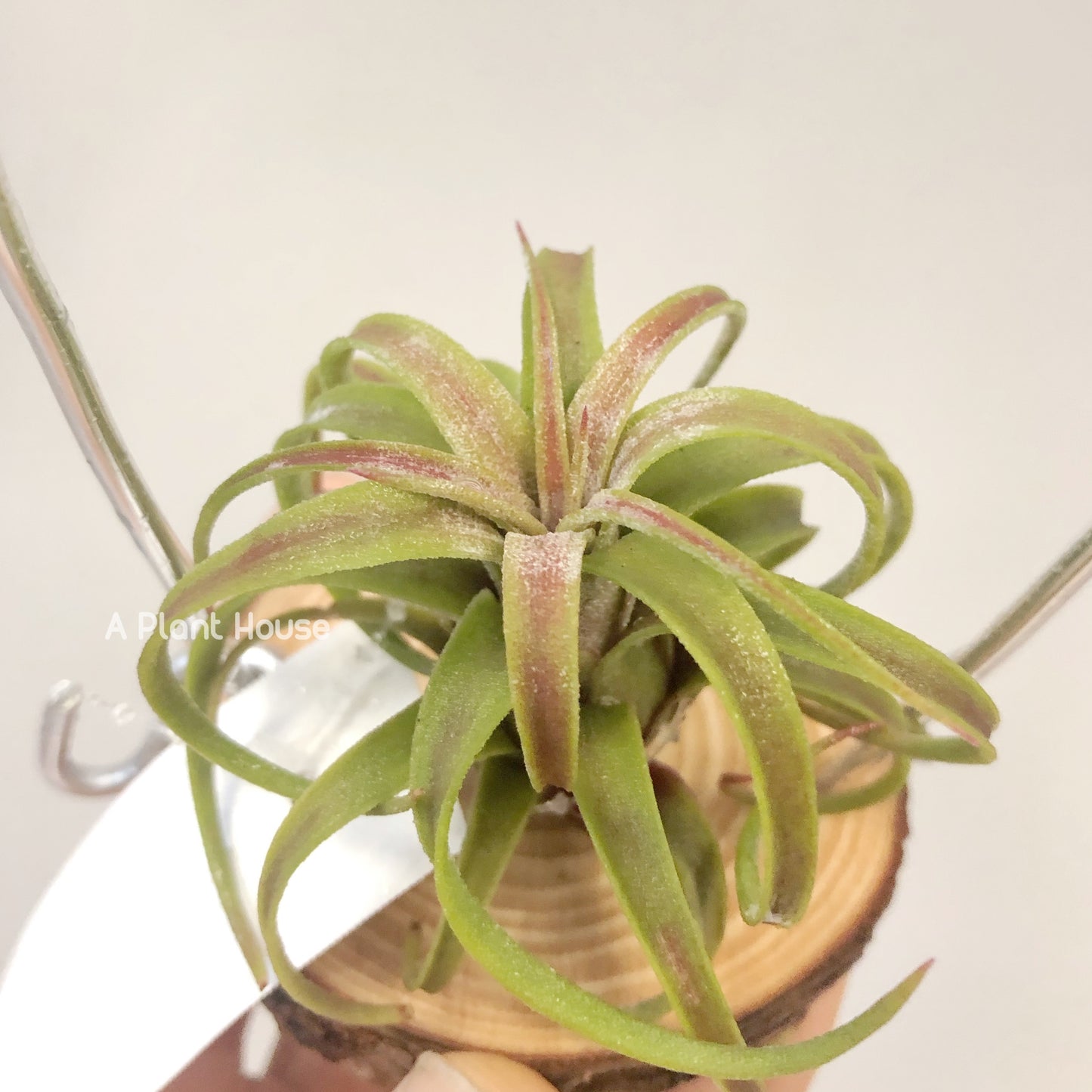 Tillandsia Silberio Sanchez