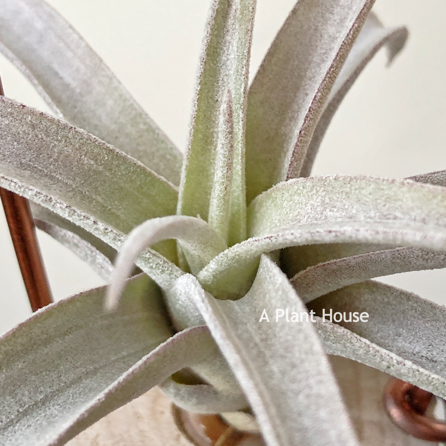 Tillandsia Chiapensis