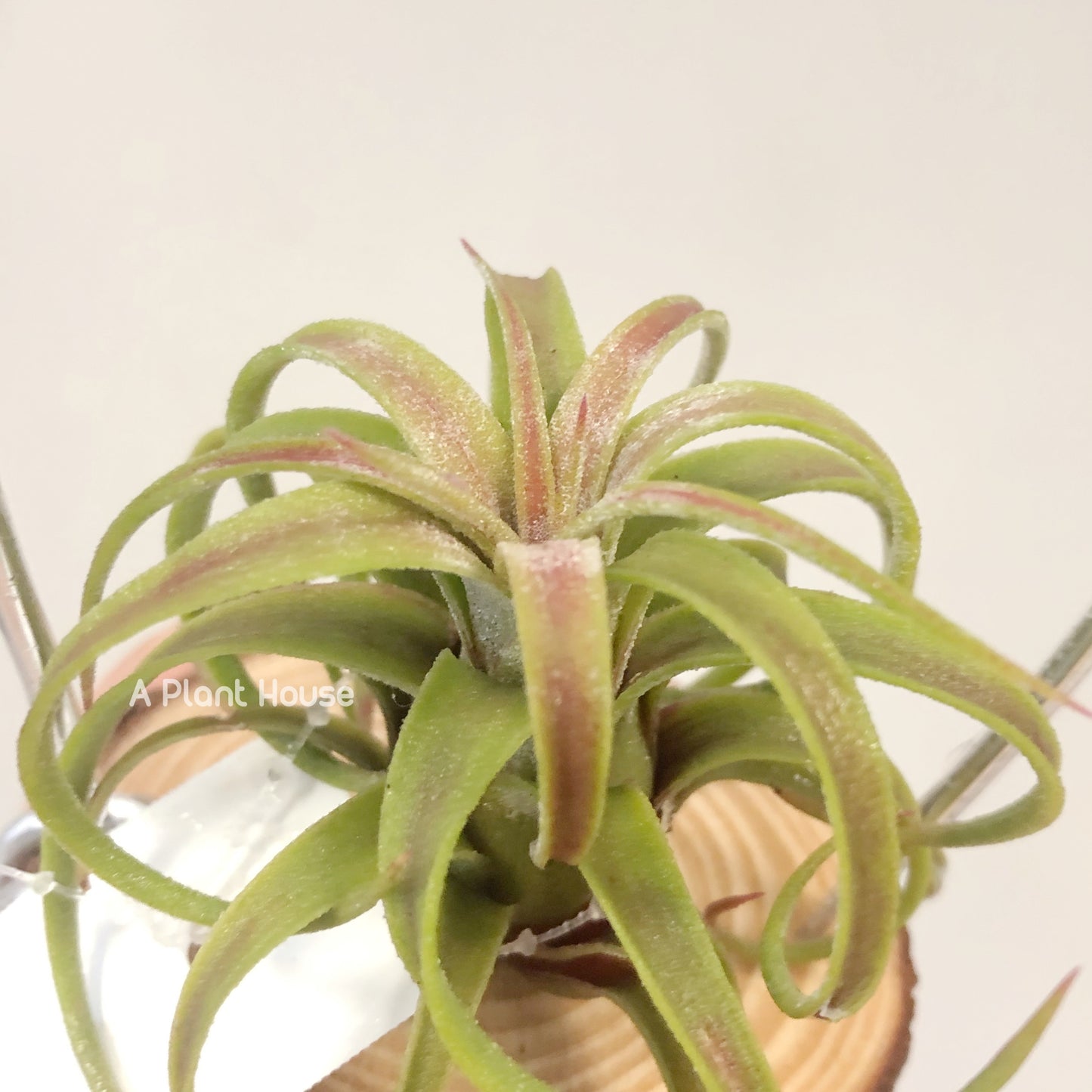 Tillandsia Silberio Sanchez