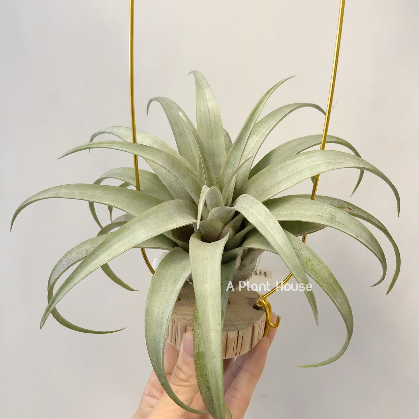 Tillandsia Mayra