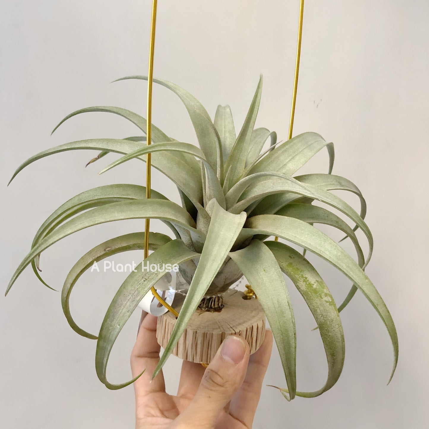 Tillandsia Mayra