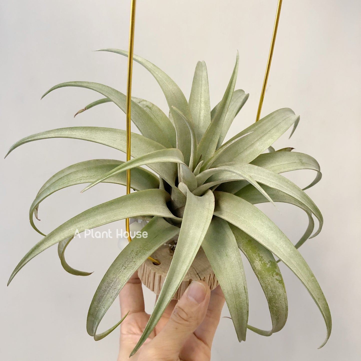 Tillandsia Mayra