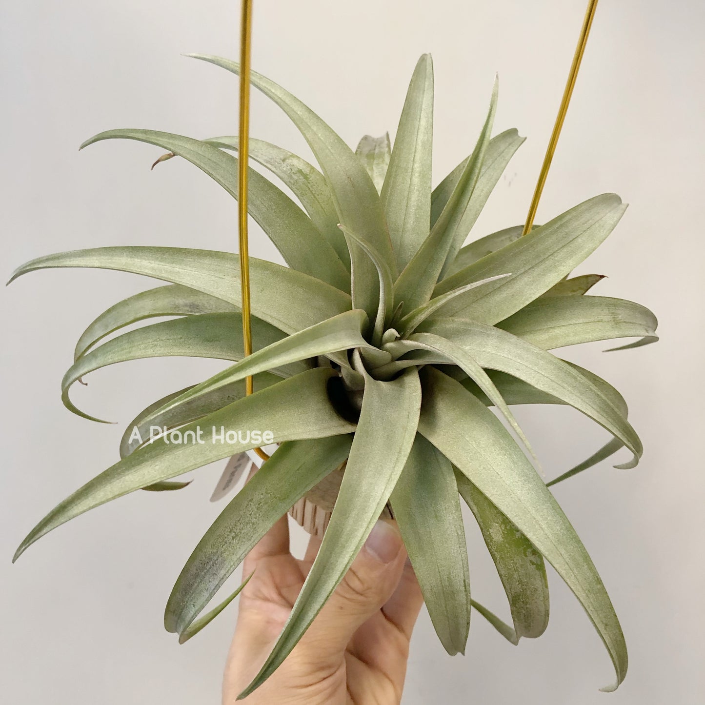 Tillandsia Mayra