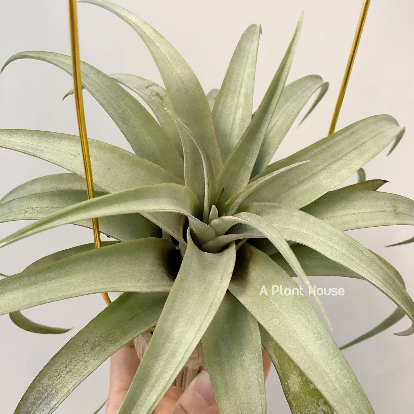 Tillandsia Mayra