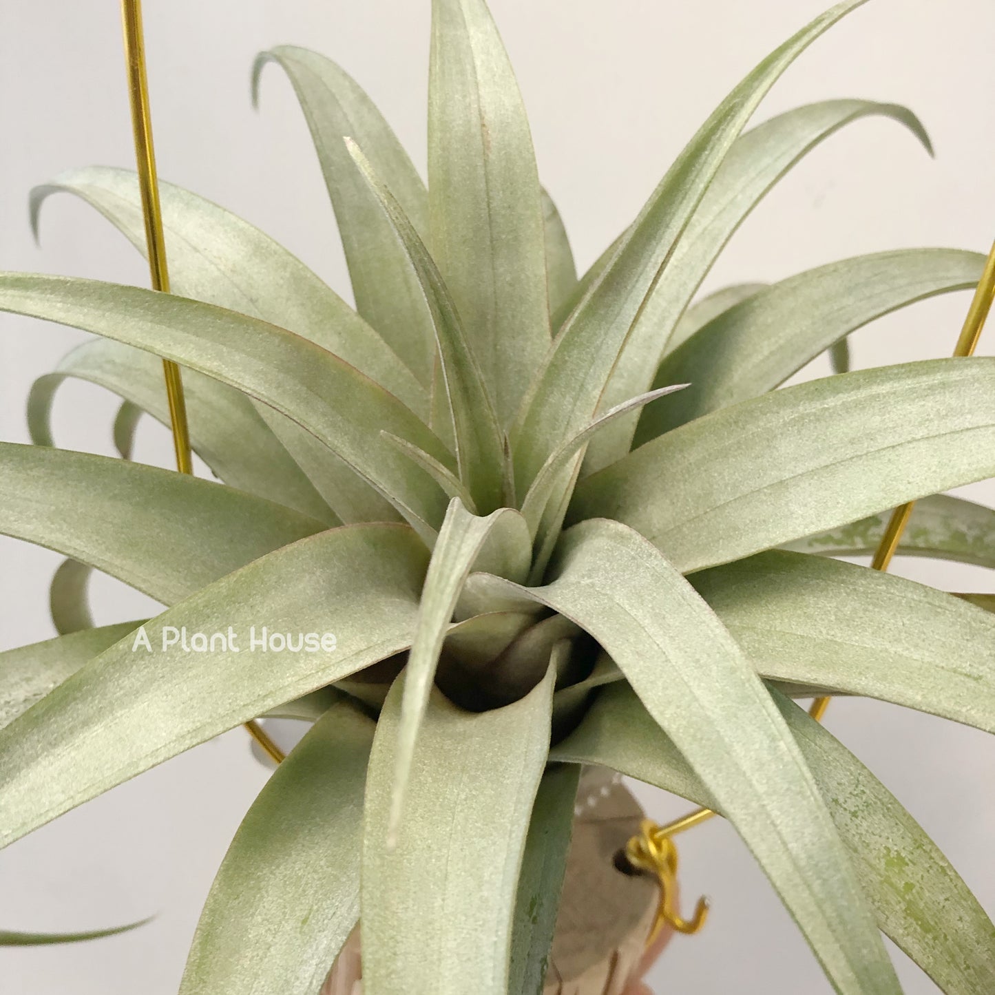 Tillandsia Mayra