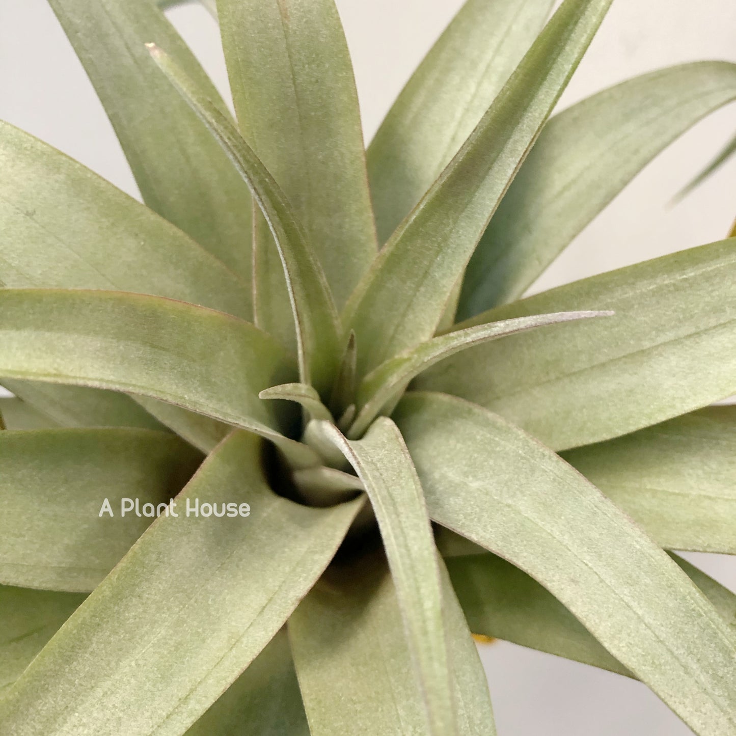 Tillandsia Mayra