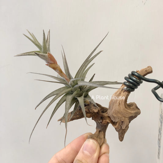 Tillandsia Latifolia Vivipara Type 3