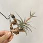 Tillandsia Latifolia Vivipara Type 3