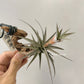 Tillandsia Latifolia Vivipara Type 3