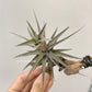 Tillandsia Latifolia Vivipara Type 3