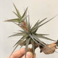 Tillandsia Latifolia Vivipara Type 3